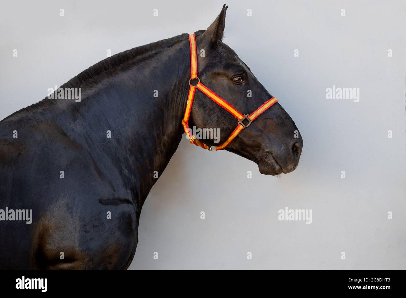 Portrait face d'un beau cheval breton noir avec une bride aux couleurs de l'Espagne Banque D'Images