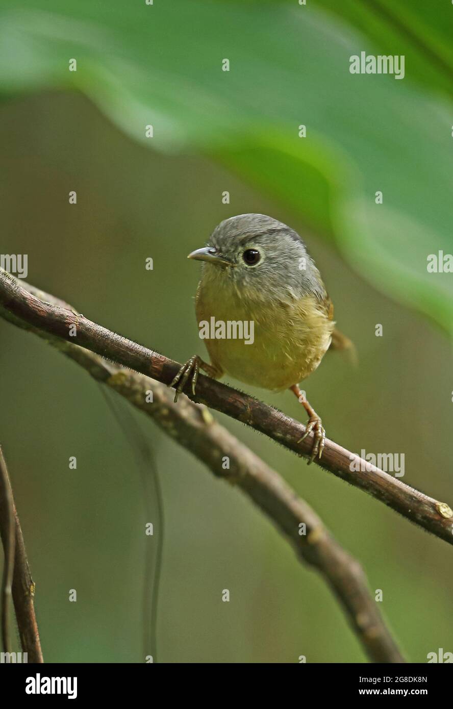 Fulvetta à chetée grise (Alcippe morrisonia fratercula) adulte perchée sur la branche Doi Ang Khang, Thaïlande Novembre Banque D'Images