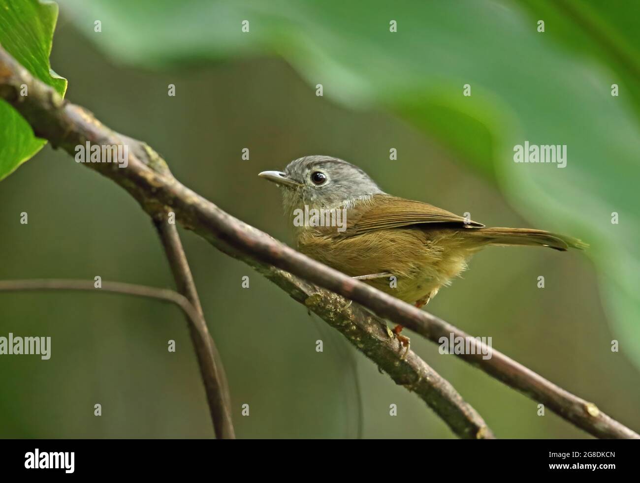 Fulvetta à chetée grise (Alcippe morrisonia fratercula) adulte perché sur la branche Doi Ang Khang, Thaïlande Novembre Banque D'Images