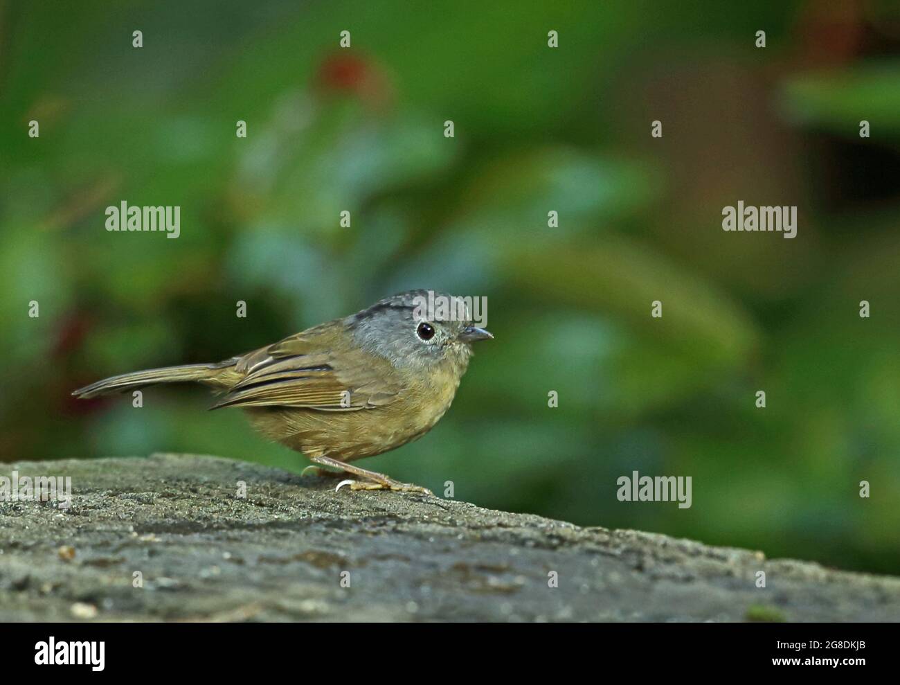 Fulvetta à joues grises (Alcippe morrisonia fratercula) adulte debout sur une table en bois Doi Intheon NP, Thaïlande Novembre Banque D'Images