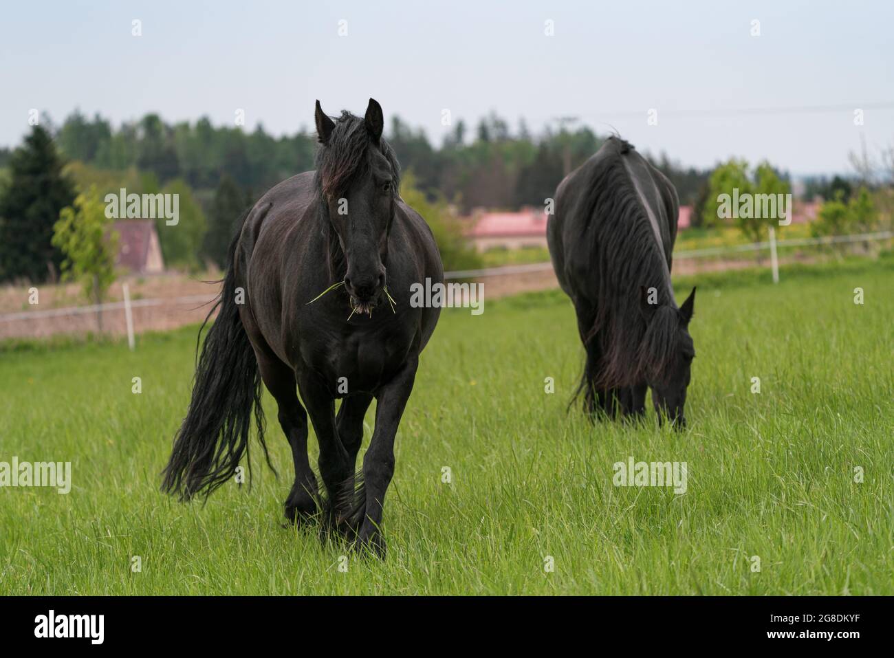 Deux chevaux noirs de la frise debout sur le pâturage Banque D'Images