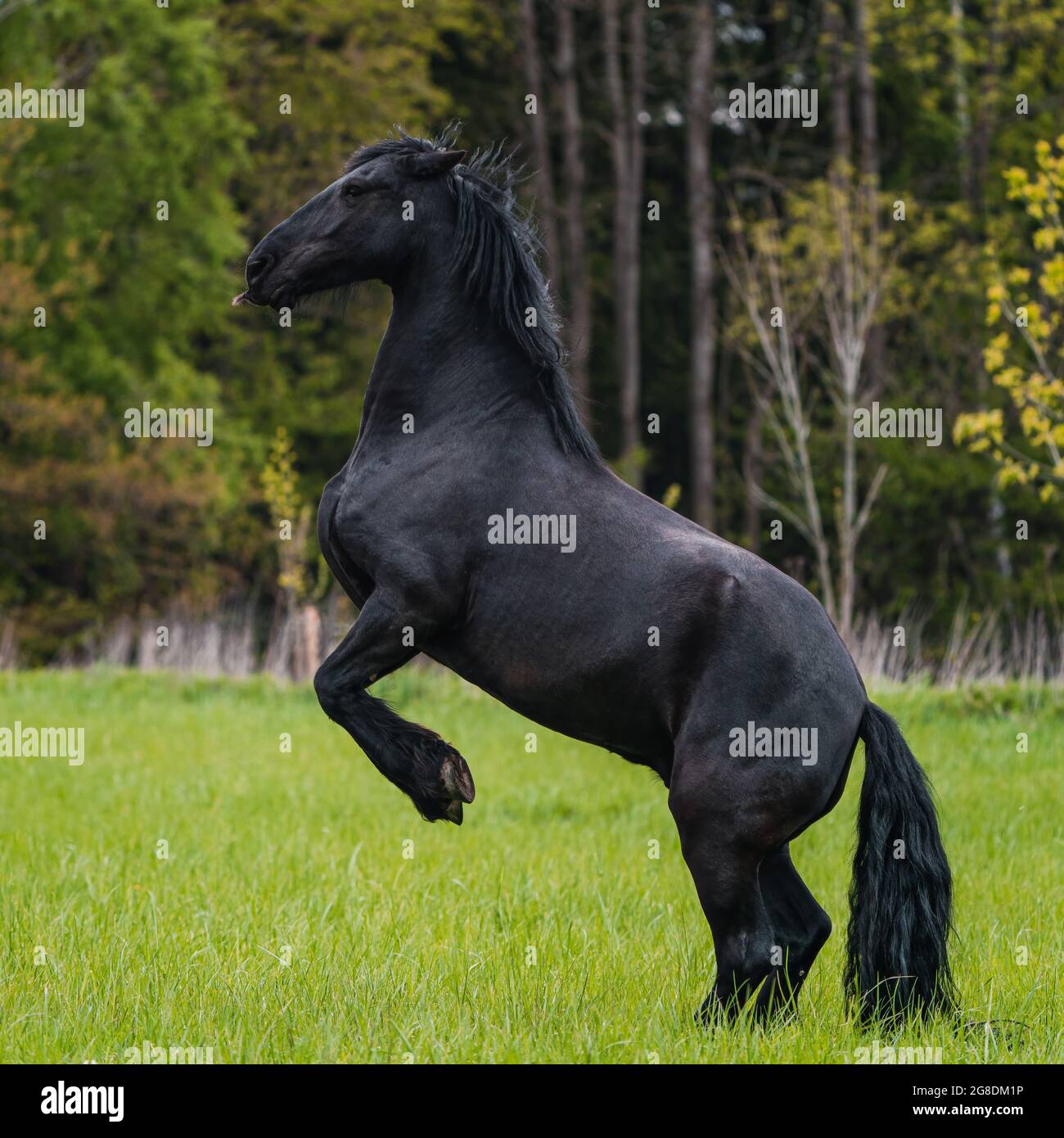 Le cheval de la frise noire tourne du galop. Banque D'Images