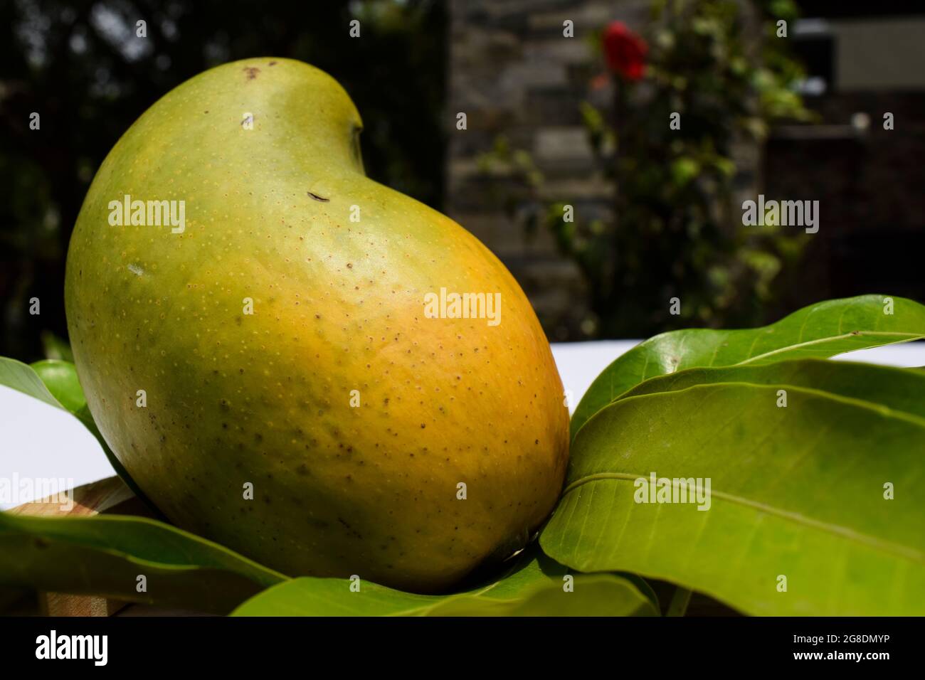 Délicieuse variété de Kesar Mango provenant de parties du Gujarat et du maharastra. Forêt de GIR célèbre espèce de roi des mangues de fruits appelé Kesar keri mangue avec M. Banque D'Images