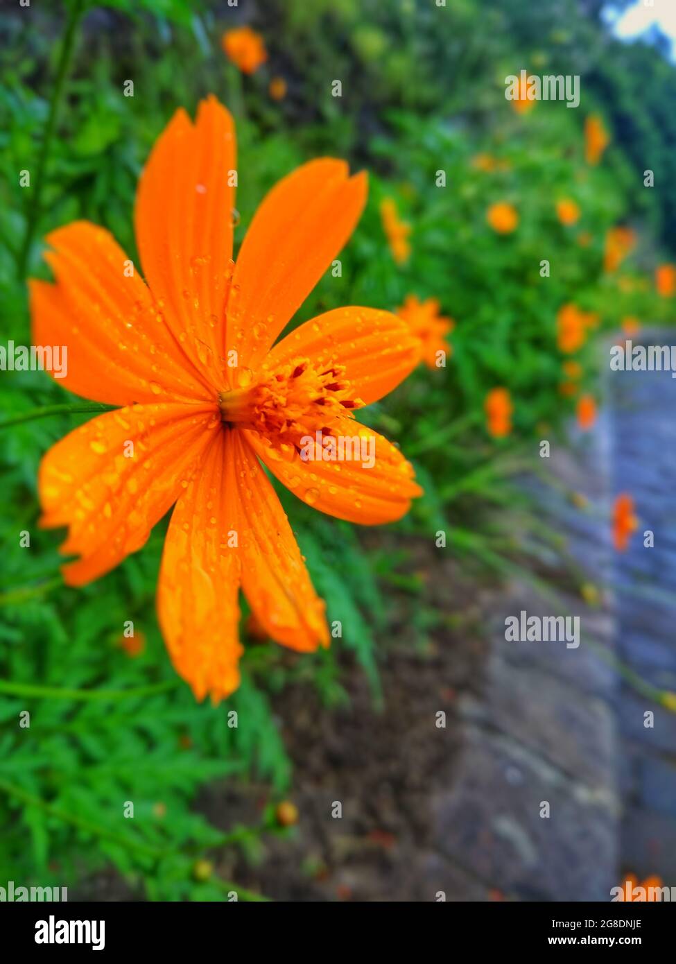 Des fleurs orange dans le jardin Banque D'Images