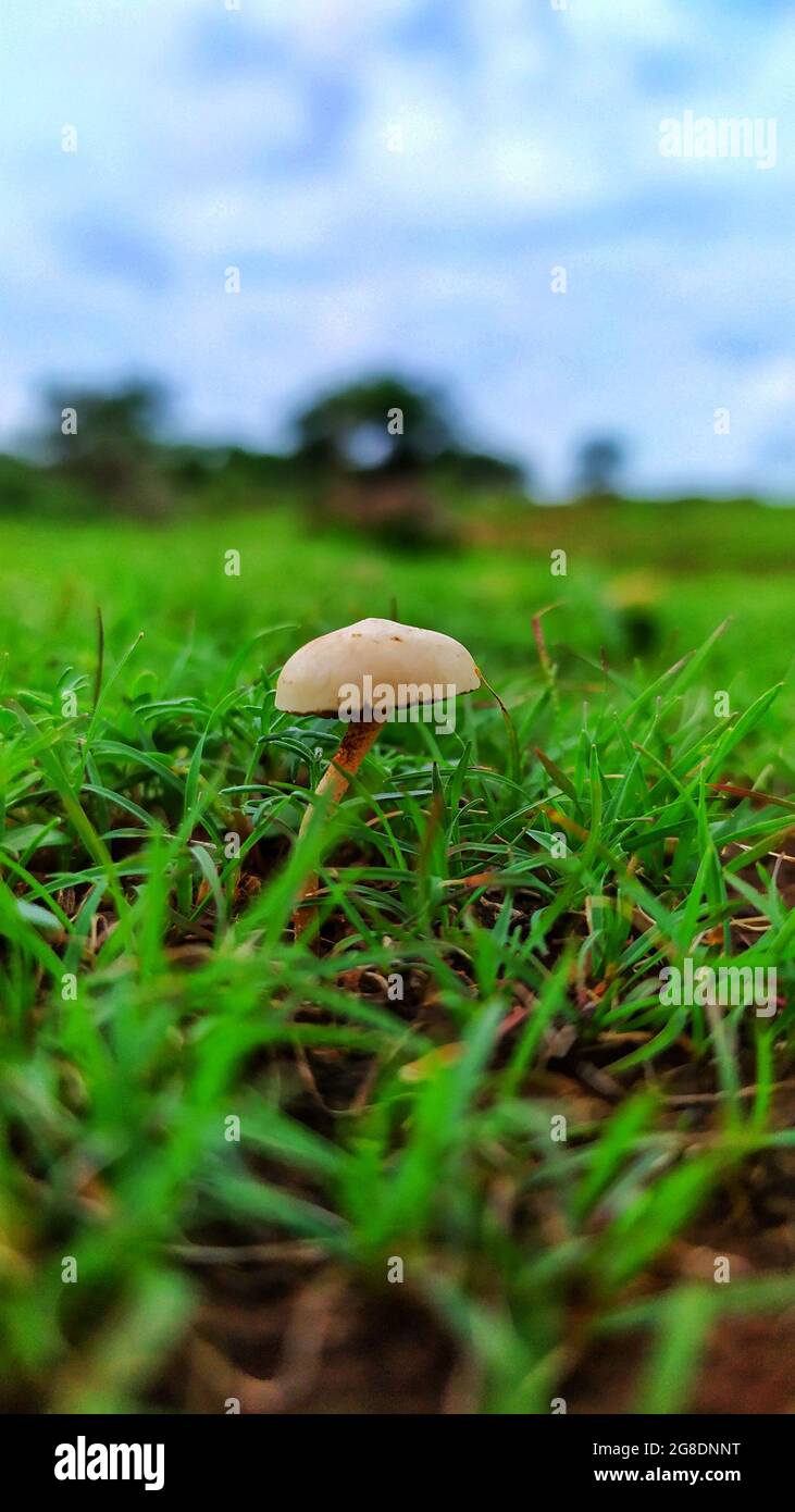 Les champignons dans l'herbe Banque D'Images