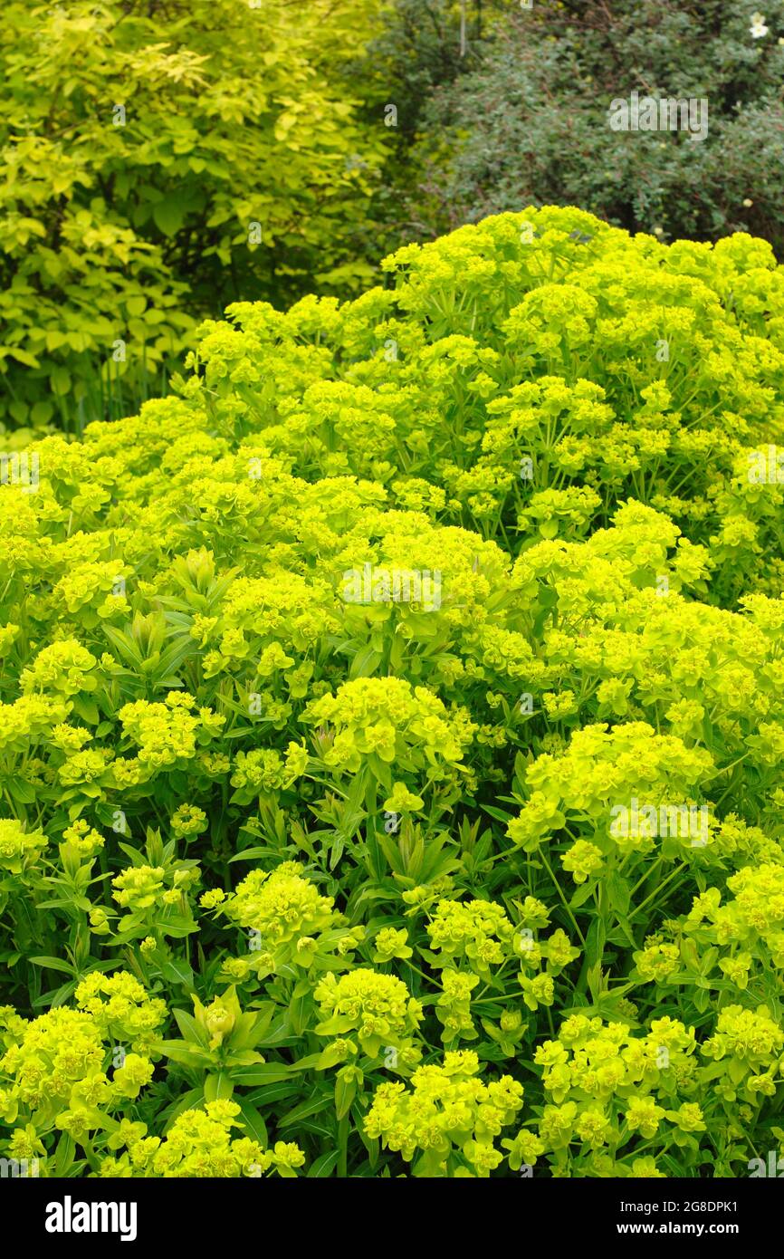 Euphorbia palustris - fessée de marais - dans un jardin avec des grappes de fleurs acides vertes caractéristiques. ROYAUME-UNI Banque D'Images
