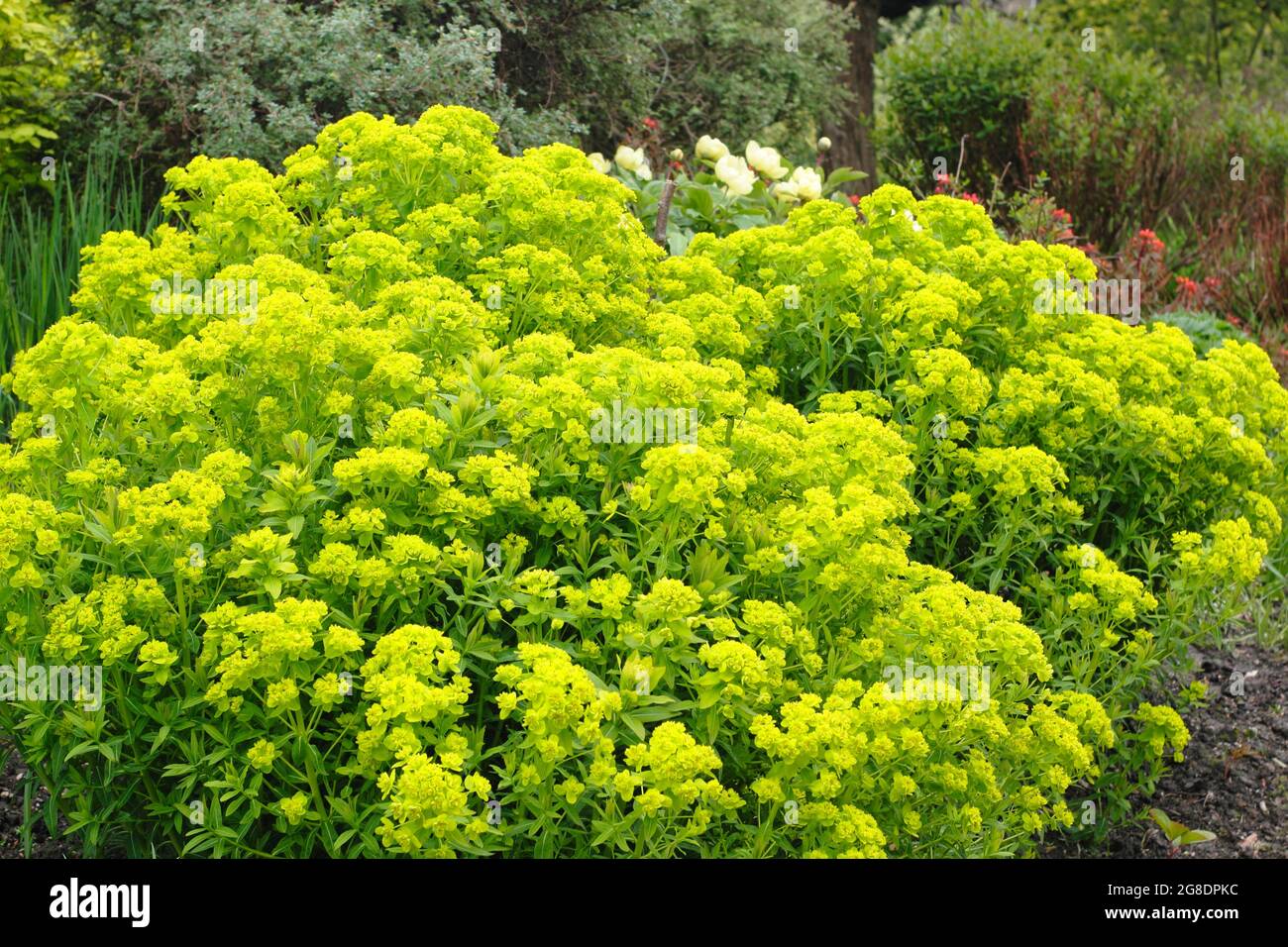 Euphorbia palustris - fessée de marais - dans un jardin avec des grappes de fleurs acides vertes caractéristiques. ROYAUME-UNI Banque D'Images