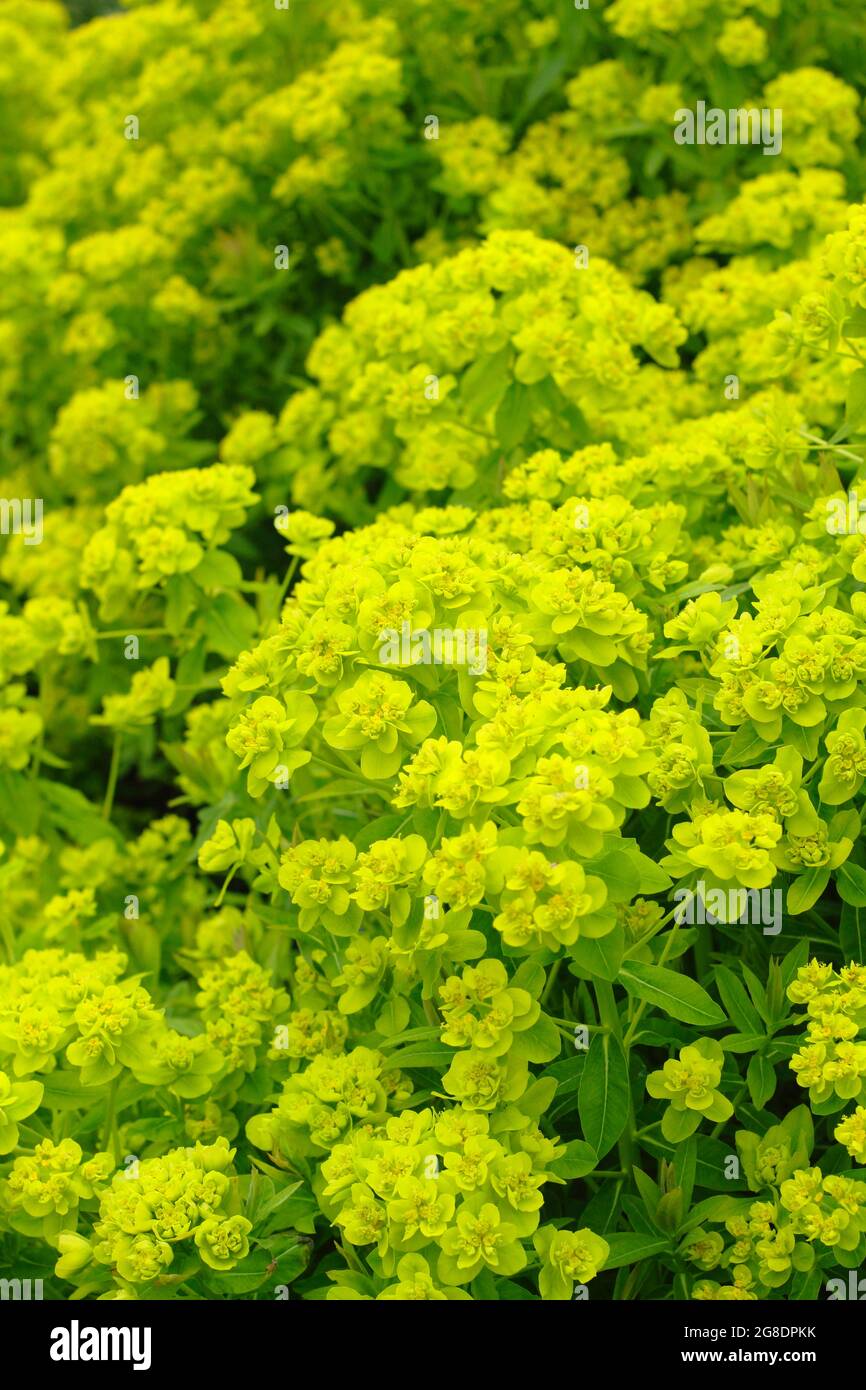 Euphorbia palustris - fessée de marais - dans un jardin avec des grappes de fleurs acides vertes caractéristiques. ROYAUME-UNI Banque D'Images