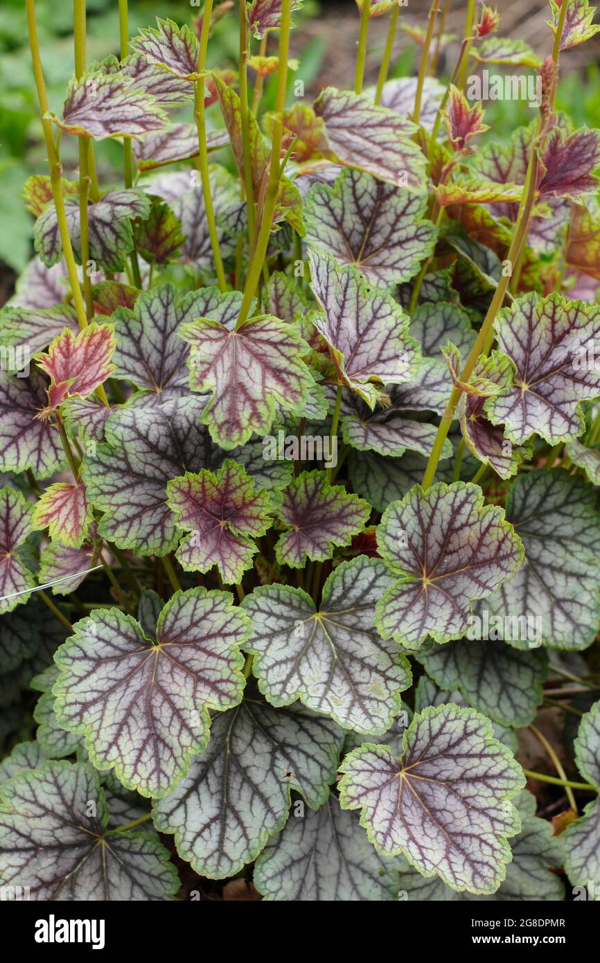 Heuchera 'Green Spice' affiche des feuilles violettes vertes caractéristiques Banque D'Images