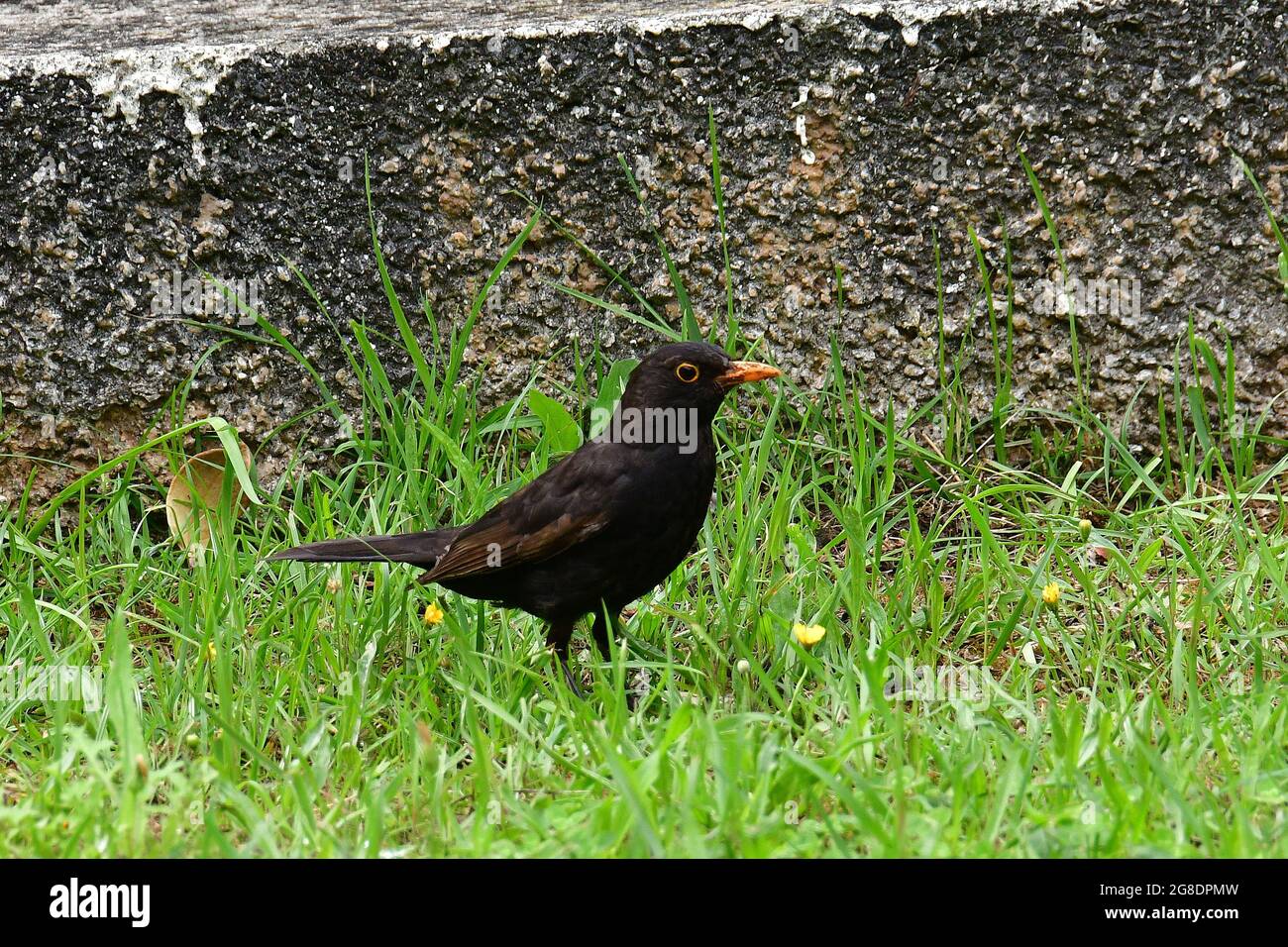 bienne, Amsel, Schwarzdrossel, Turdus merula cabrerae, fekete rigó, Madère, Portugal, Europe Banque D'Images