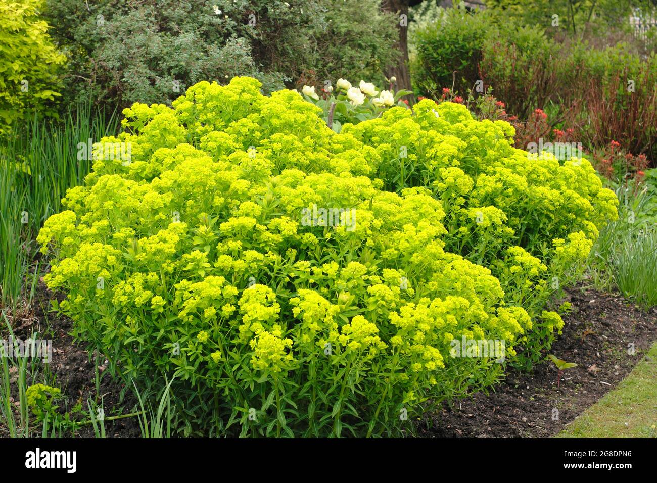 Euphorbia palustris - fessée de marais - dans un jardin avec des grappes de fleurs acides vertes caractéristiques. ROYAUME-UNI Banque D'Images