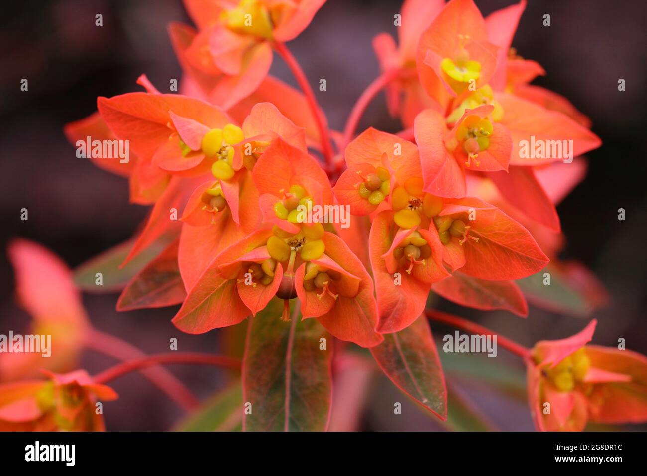 Euphorbia griffithii 'Dixter' présentant des grappes caractéristiques de fleurs d'orange au début de l'été. « Dixter », un spup britannique Banque D'Images