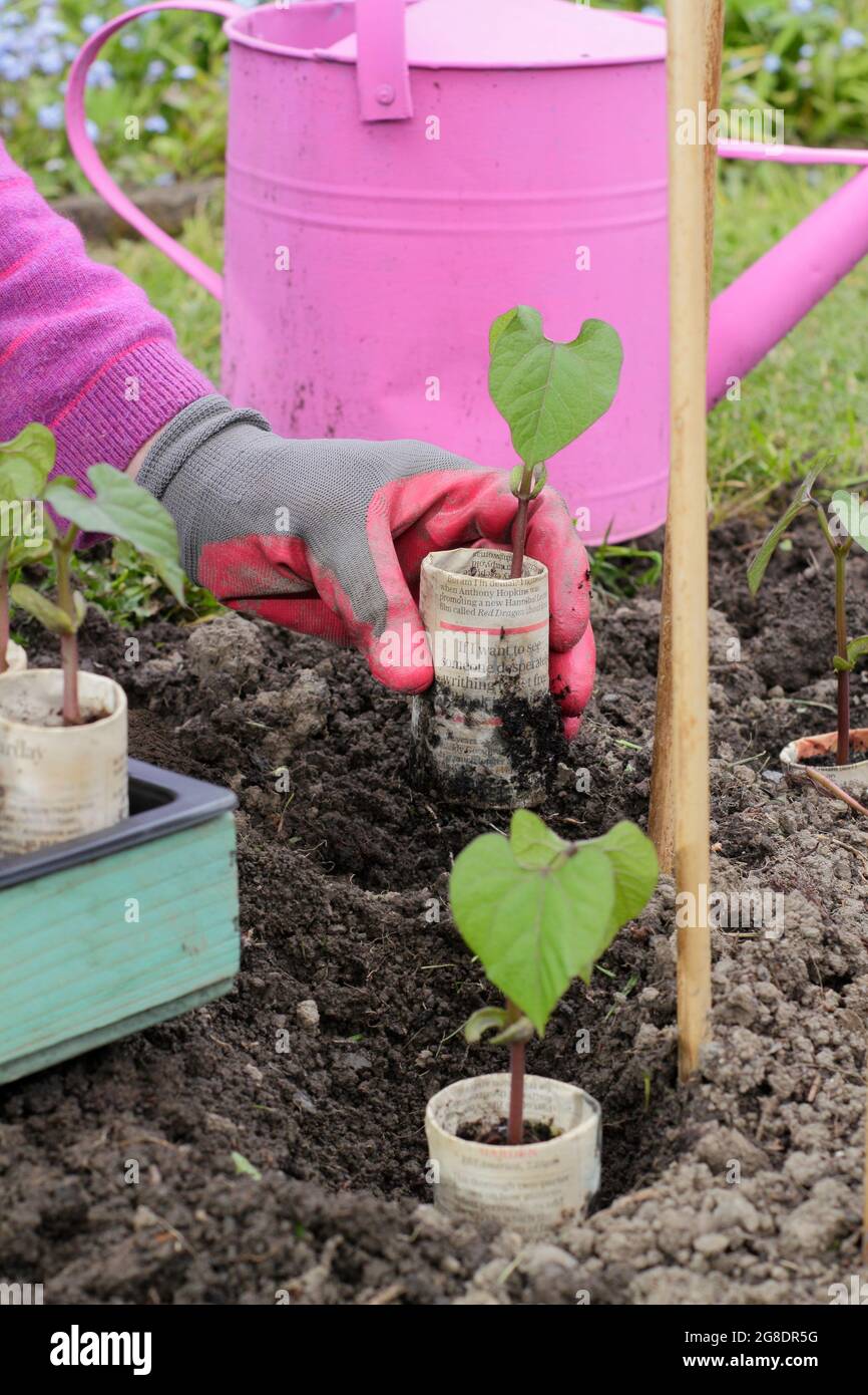 Femme plantant de jeunes plants de haricots français grimpants - Phaseolus vulgaris 'Violet podded' - qui ont été commencés dans des pots de journaux biodégradables. Banque D'Images