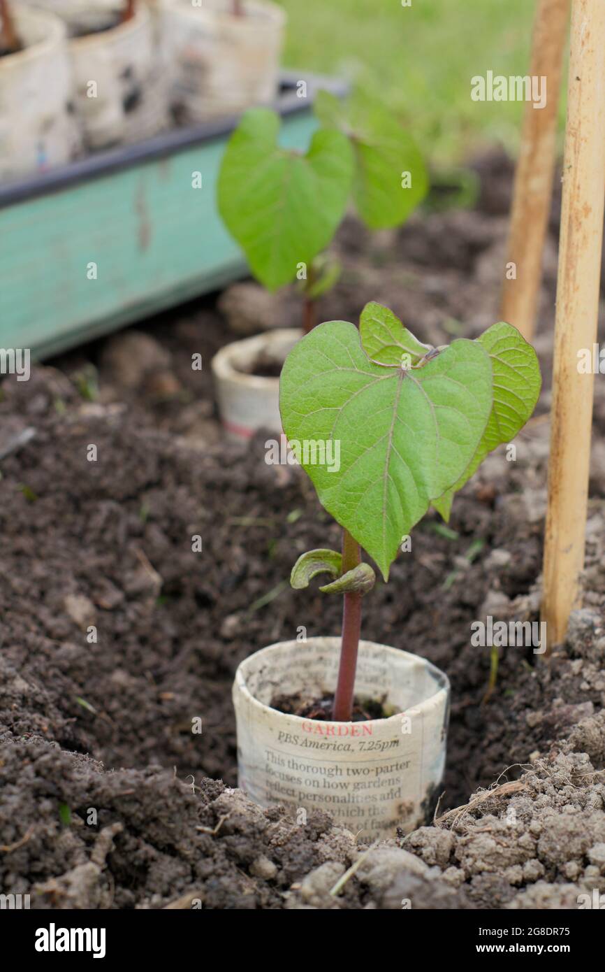 Plantation de haricots français. Plantation de plantes grimpantes de haricots français - Phaseolus vulgaris 'Violet podded - dans des pots de journaux biodégradables par des supports de canne Banque D'Images