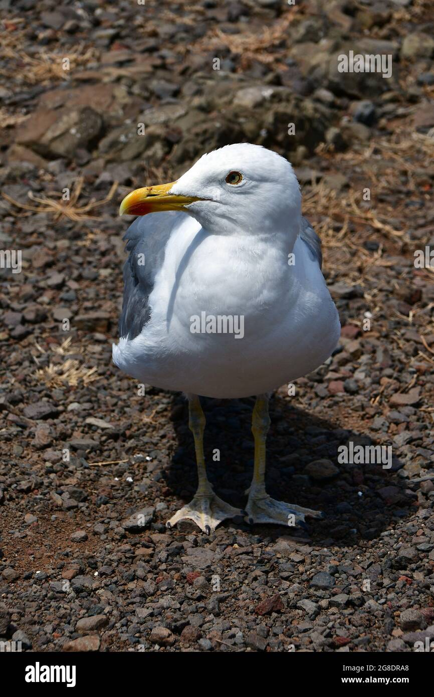 Goéland à pattes jaunes, Mittelmeermöwe, Goéland leucophée, Larus michahellis atlantis, sárgalábú sirály, Madère, Portugal, Europe Banque D'Images