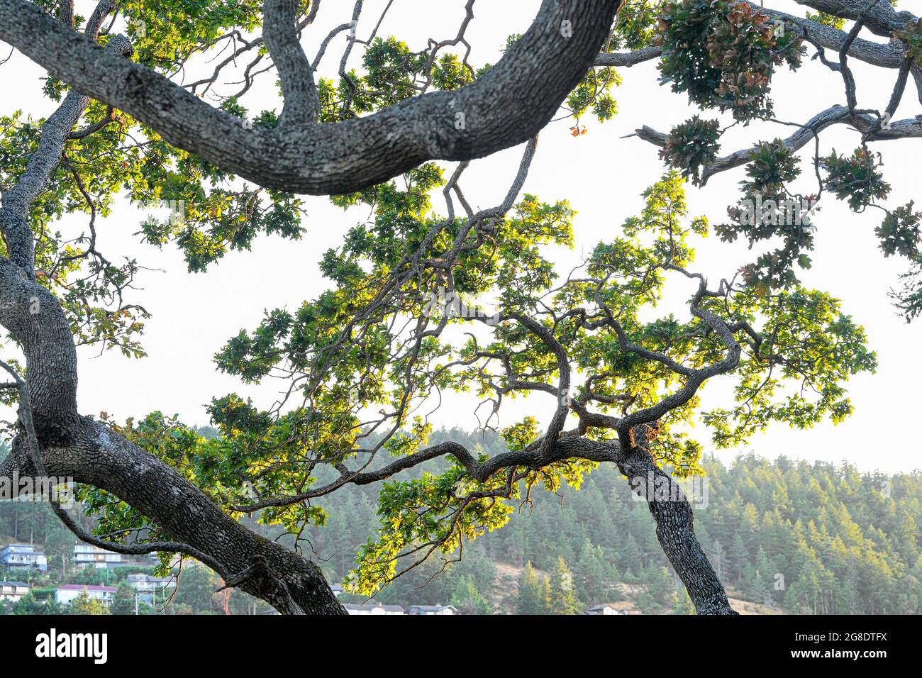 Garry Oak Trees, Pipers Lagoon Park, Nanaimo (Colombie-Britannique), Canada Banque D'Images