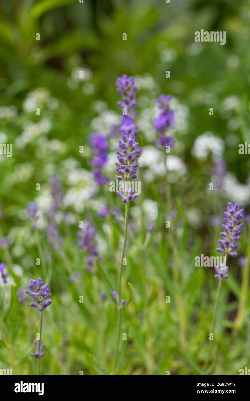 La lavande fleurit dans un jardin en juillet, Angleterre, Royaume-Uni Banque D'Images