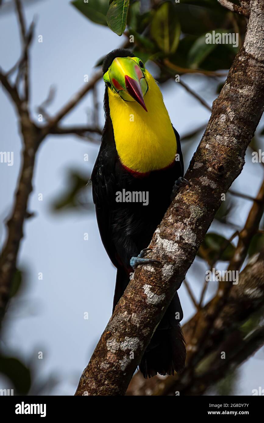 Le toucan à bec de quille (Ramphastos sulfuratus), également connu sous le nom de toucan à dos de soufre ou toucan à bec arc-en-ciel. Banque D'Images