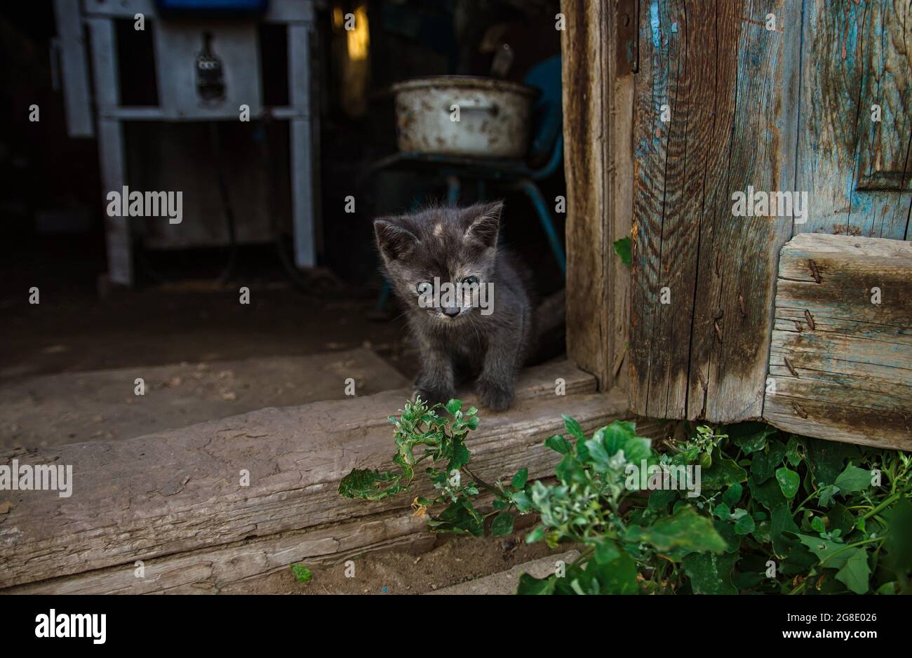 Le Chaton Gris Fonce Se Trouve Dans La Porte De La Grange Le Chat Donne Sur L Ancienne Buanderie Pres De La Porte En Bois Charmant Petit Chat Domestique Sorties De Premiere Sortie