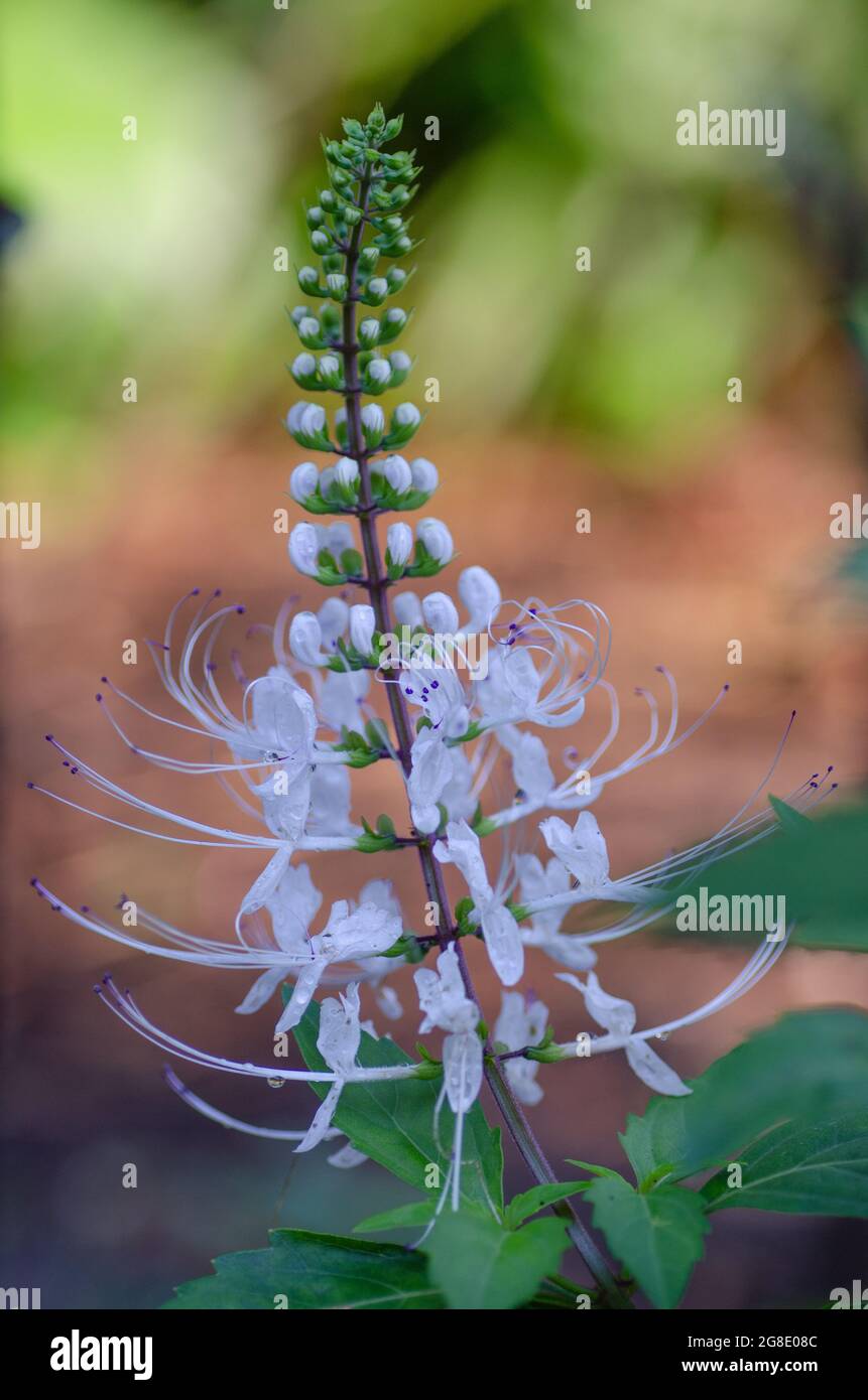 Les fleurs blanches d'une plante de whiskers de chat. Banque D'Images