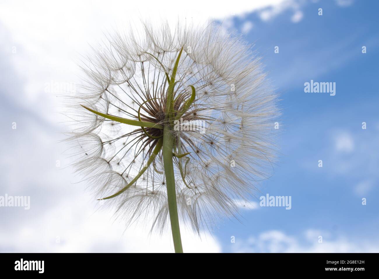 grande steppe blanche pissenlits moelleux gros plan sur un fond de ciel blanc nuageux moitié gauche et ciel bleu moitié droite Banque D'Images