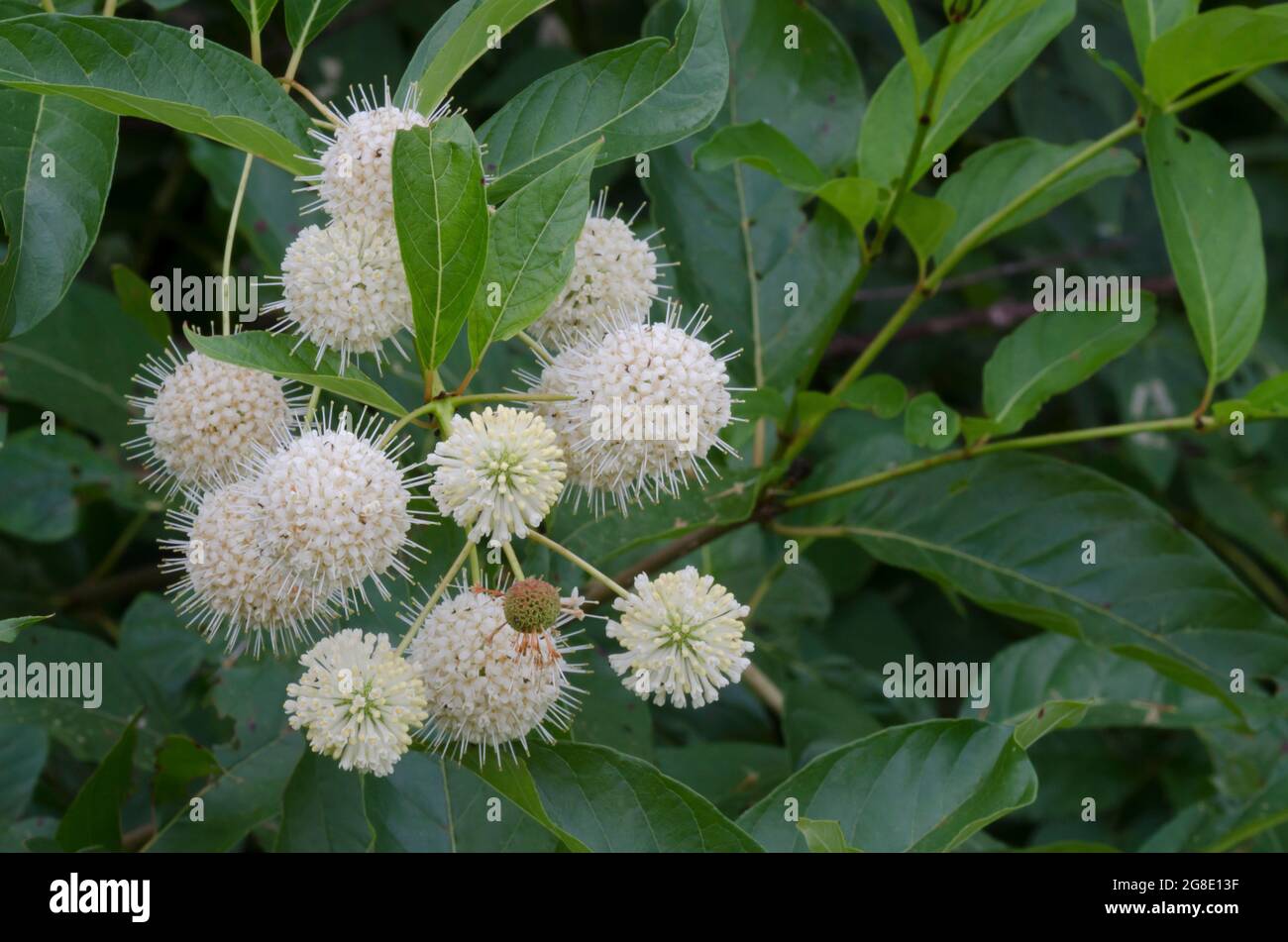 Butonbush, Cephalanthus occidentalis Banque D'Images