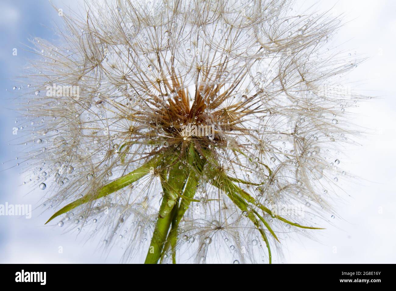 la tête d'un grand pissenlit de steppe blanc est humide, en gouttes de pluie, sur le fond du ciel d'été Banque D'Images