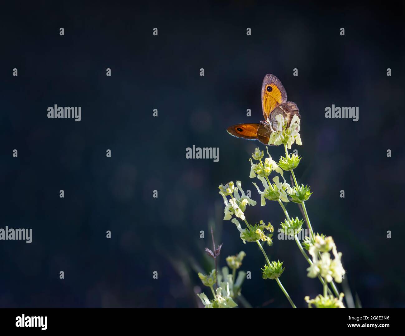 un papillon orange avec ses ailes ouvertes sur une plante avec des fleurs vertes sur le point de commencer le vol, foyer sélectif sur le papillon, fond bleu foncé bl Banque D'Images