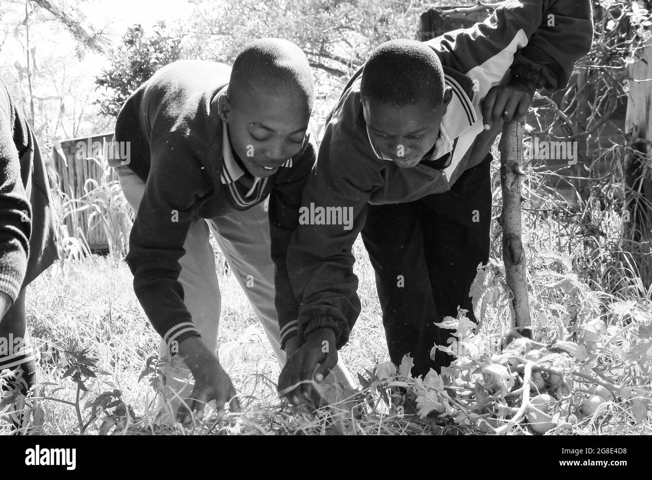 JOHANNESBURG, AFRIQUE DU SUD - 05 janvier 2021 : une photo en échelle de gris d'étudiants qui apprennent à connaître l'agriculture et l'agriculture à Johessburg, Afrique du Sud Banque D'Images