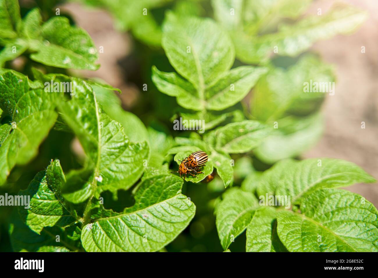 Les coléoptères du Colorado détruisent les récoltes et les feuilles dans le jardin Banque D'Images
