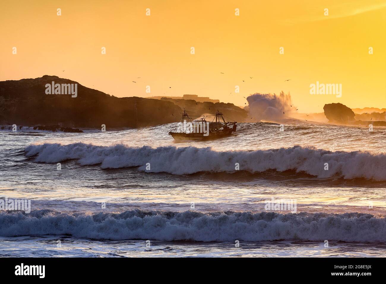 Bateau de pêche avec mouettes dans le surf, coucher de soleil sur l'île de Mogador, côte Atlantique, Essaouira, Marrakech-Safi, Maroc Banque D'Images