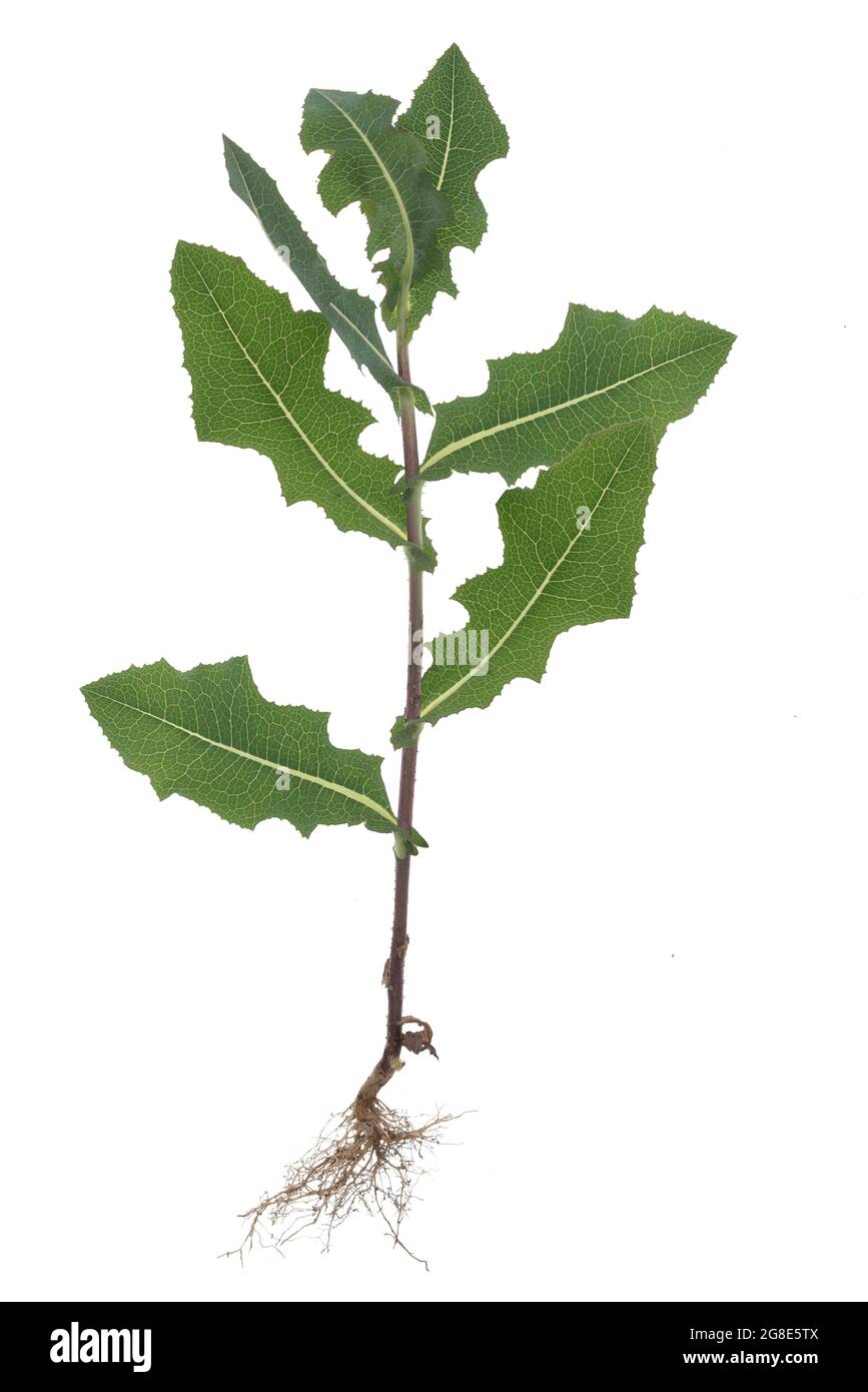 Laitue pickly Lactuca serriola (Lactuca serriola) sur fond blanc, photo studio, Allemagne Banque D'Images