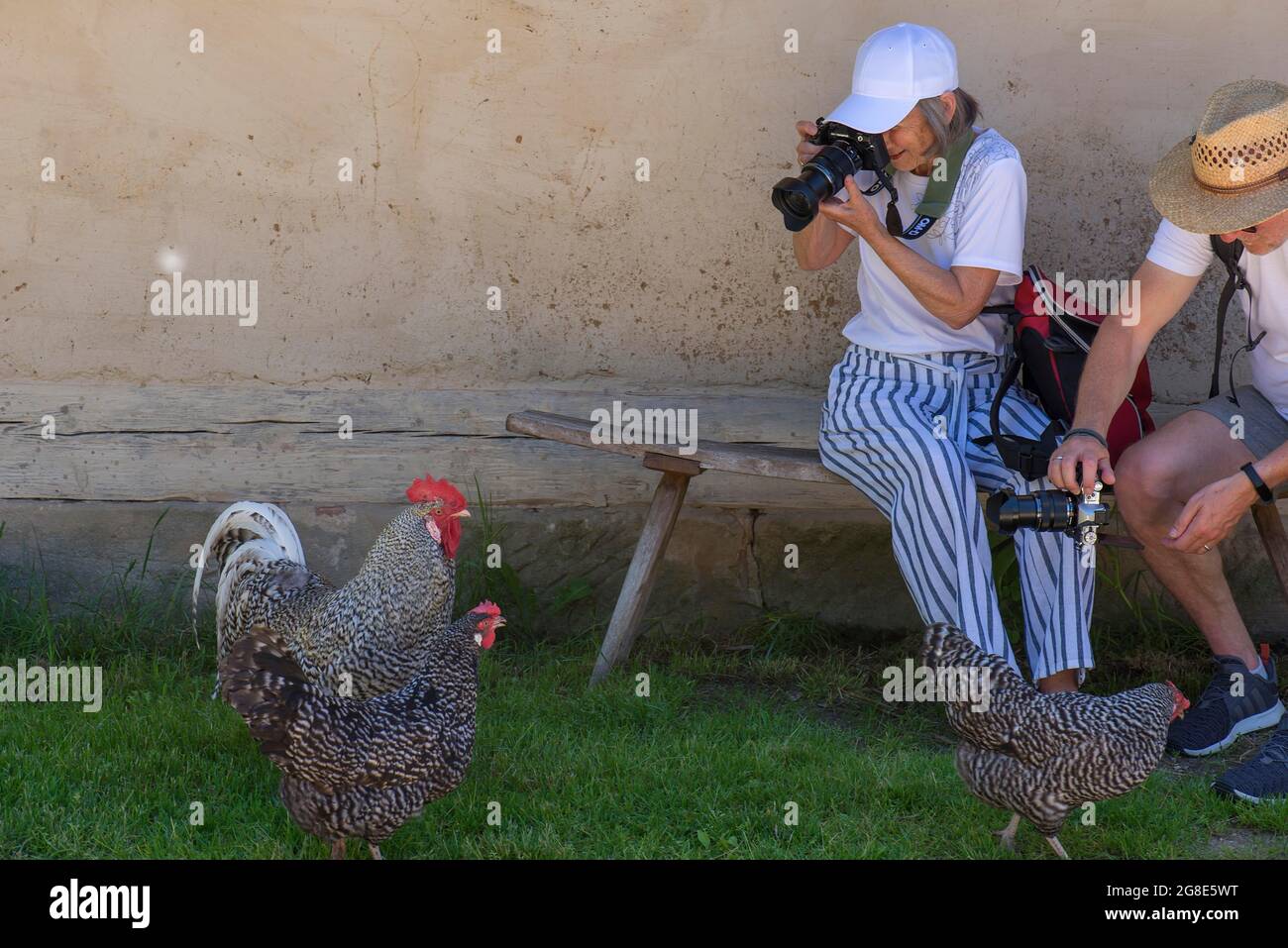 Photographe et photographe photographiant des poulets au Musée Franconien en plein air, Bad Windsheim, moyenne-Franconie, Bavière, Allemagne Banque D'Images