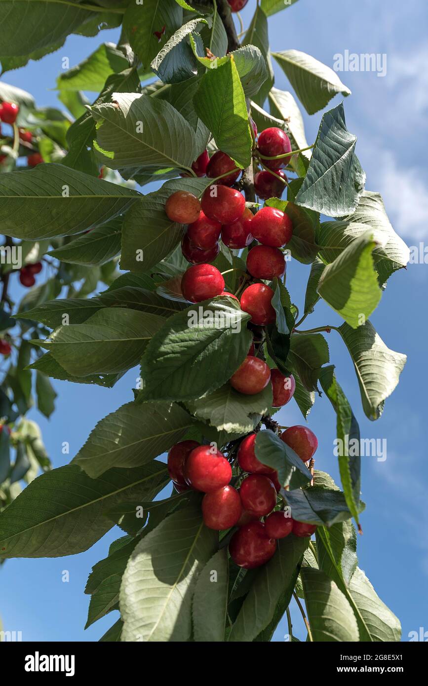 Cerises douces mûres (Prunus) dans une succursale, Bavière, Allemagne Banque D'Images