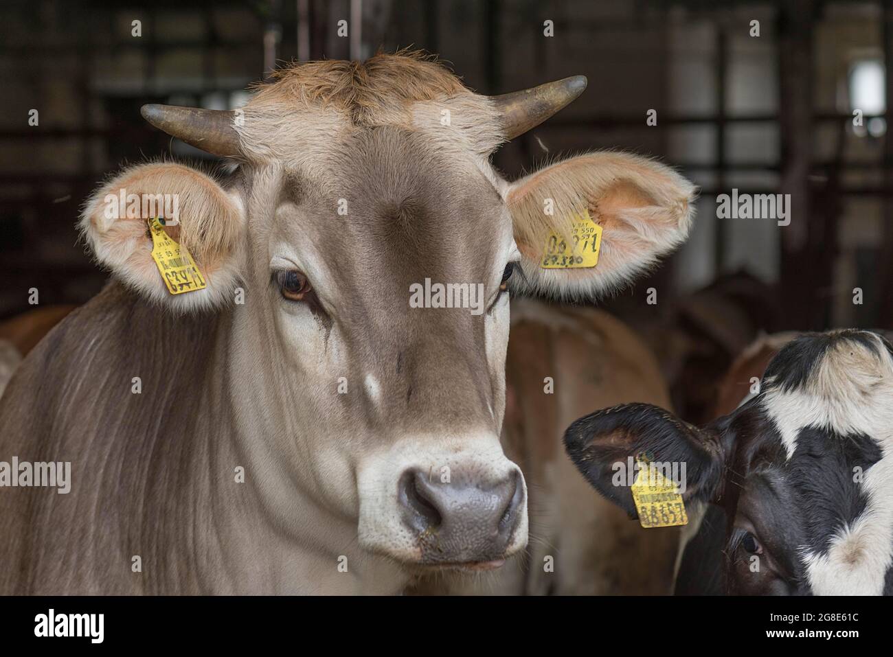 Portrait d'un bétail brun, vache de Mich, vue de l'écurie, Bavière, Allemagne Banque D'Images