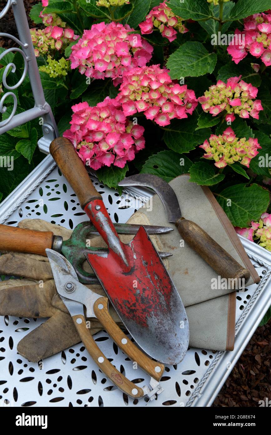 Outils de jardin sur chaise de jardin et hortensias fleuris, Allemagne Banque D'Images