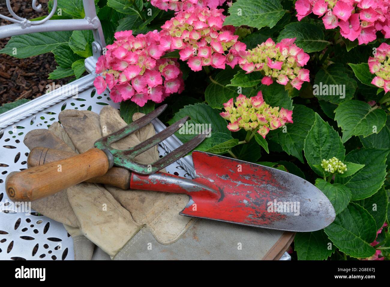 Outils de jardin sur chaise de jardin et hortensias fleuris, Allemagne Banque D'Images