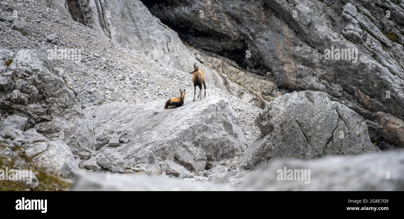 Deux chamois (Rupicapra) sur un rocher, sur le Hochkalter, Berchtesgaden, Bavière, Allemagne Banque D'Images