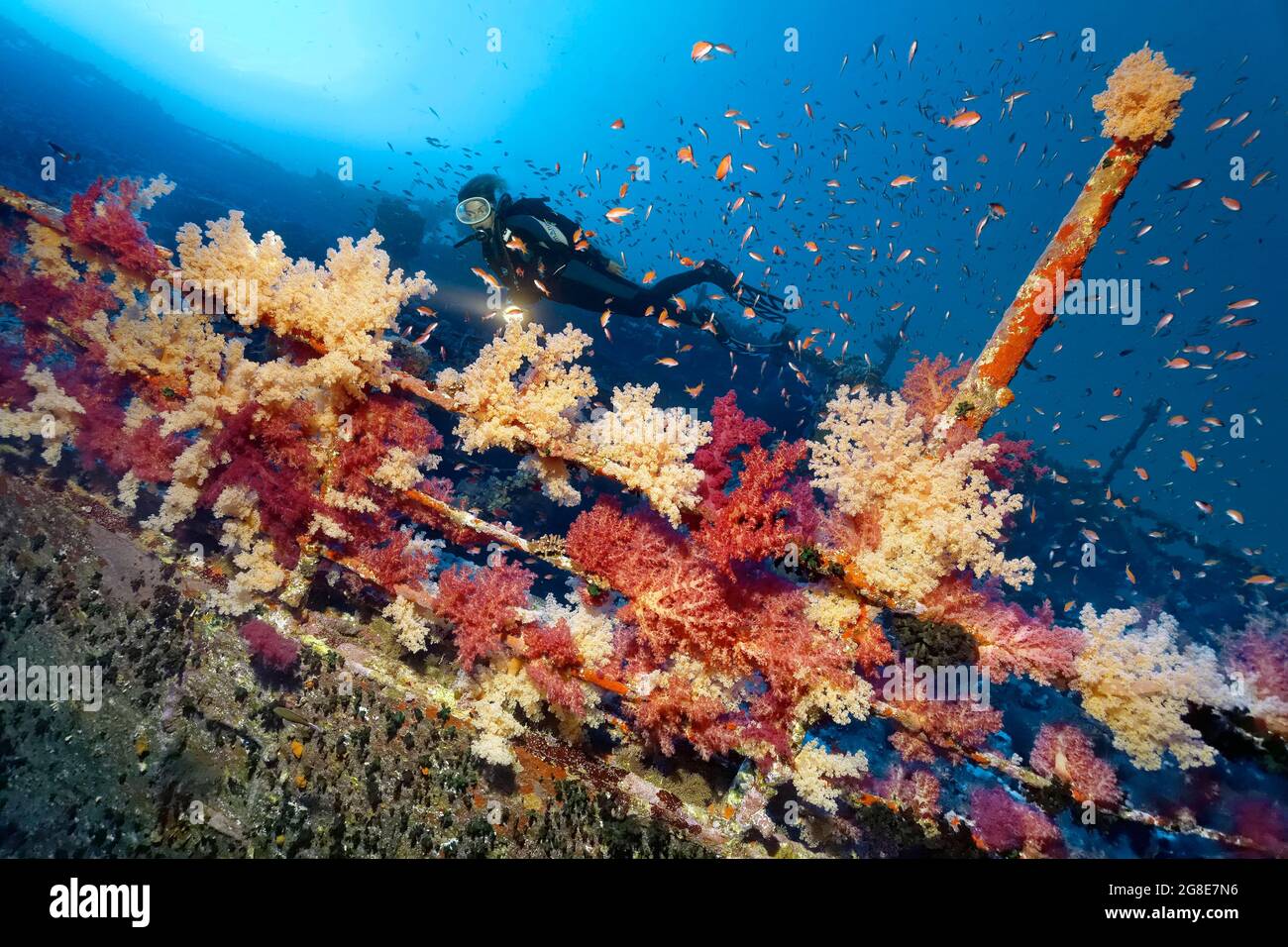 Plongeur avec lampe regardant la rampe du naufrage de l'Aida, densément couvert de corail doux de Klunzinger (Dendronephthya klunzingeri), rouge Banque D'Images