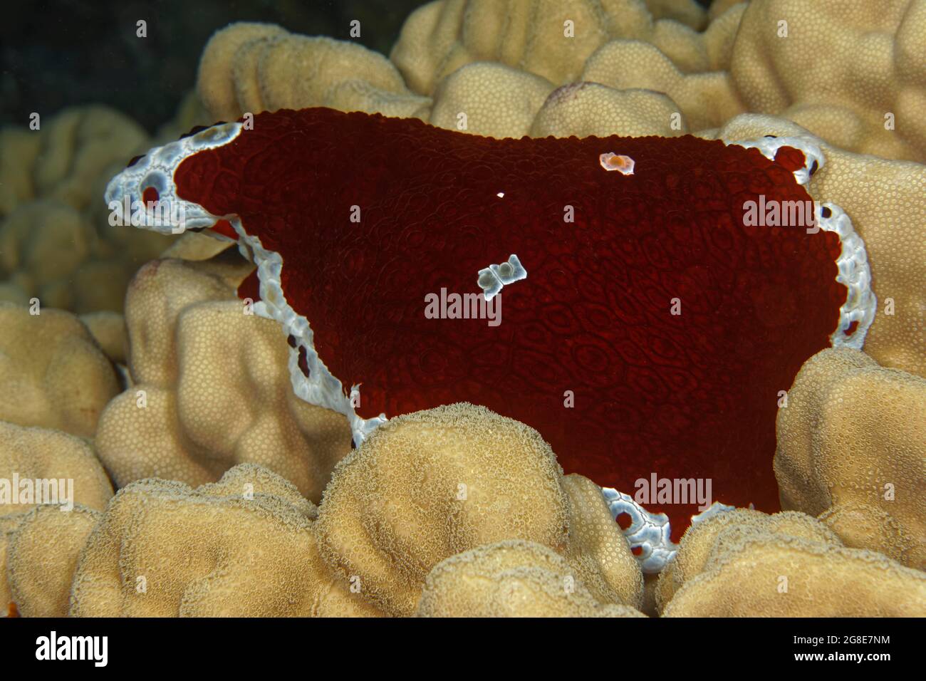 Le Pleurobranchus blanc-rouge borde les branchies rampent sur le corail de pierre, Mer Rouge, Fury Shoals, Egypte Banque D'Images