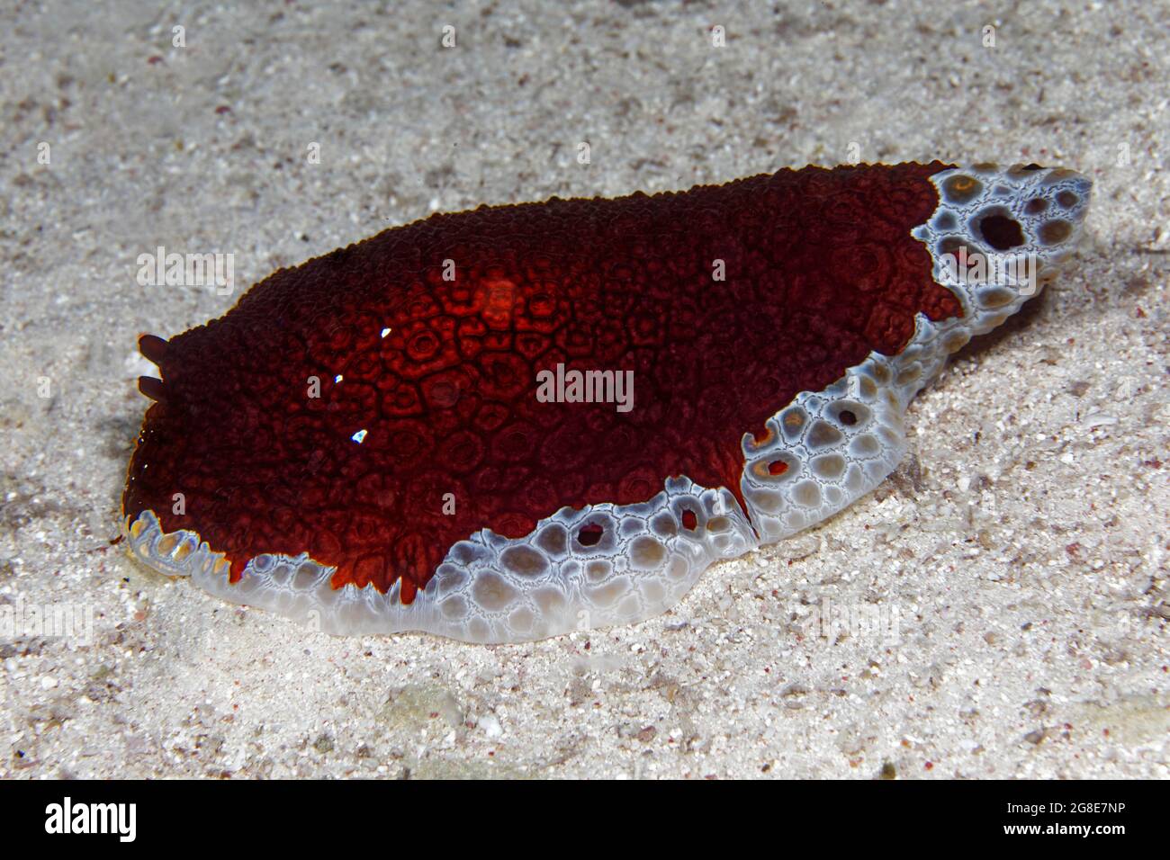 Le Pleurobranchus blanc-rouge borde les branchies rampent au-dessus de la gargoud de sable, Mer Rouge, Fury Shoals, Égypte Banque D'Images