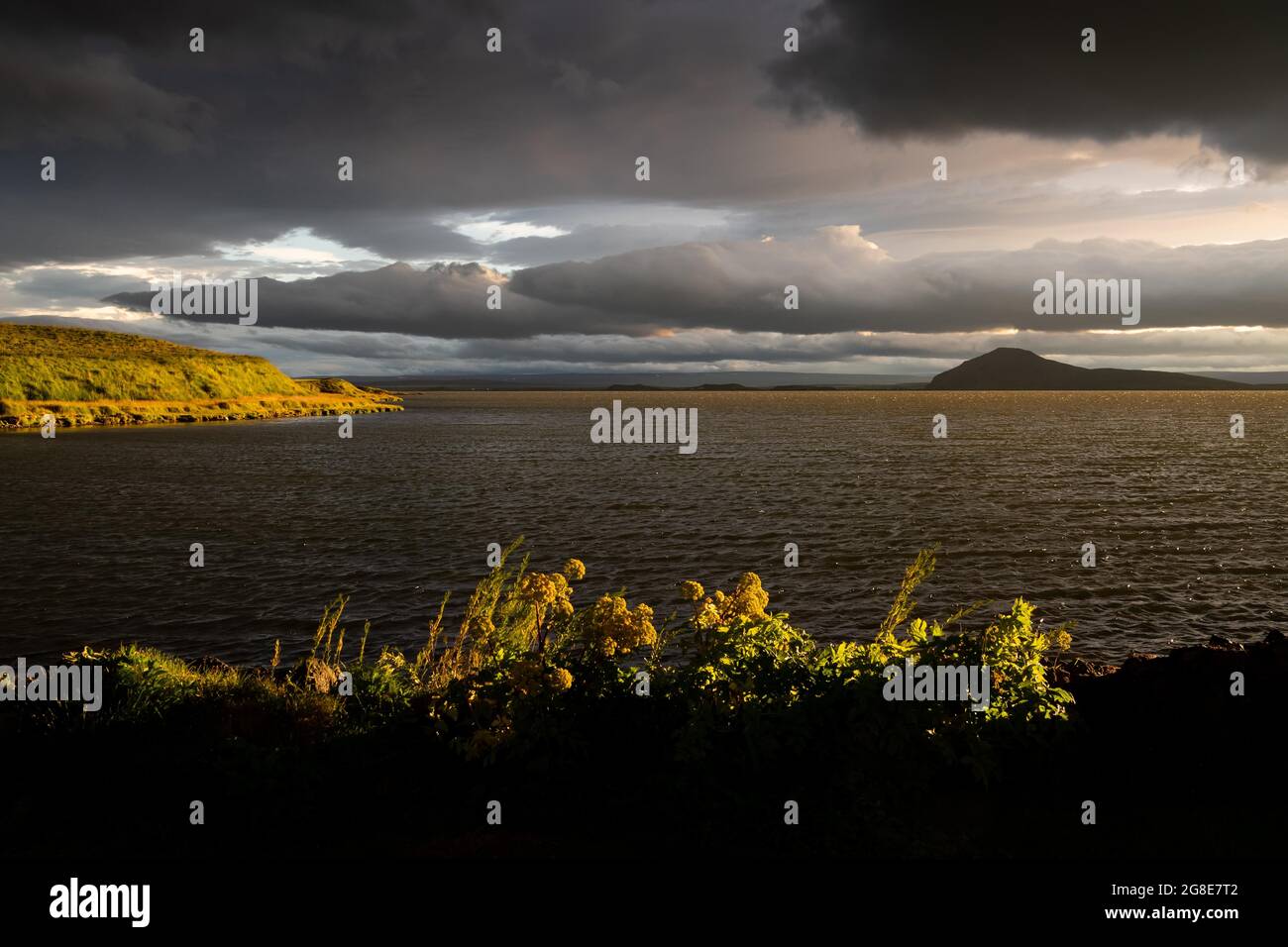 angelica norvégienne (Angelica archangelica) et rive herbeuse dans la lumière du soir, Myvatn, Islande du Nord Banque D'Images