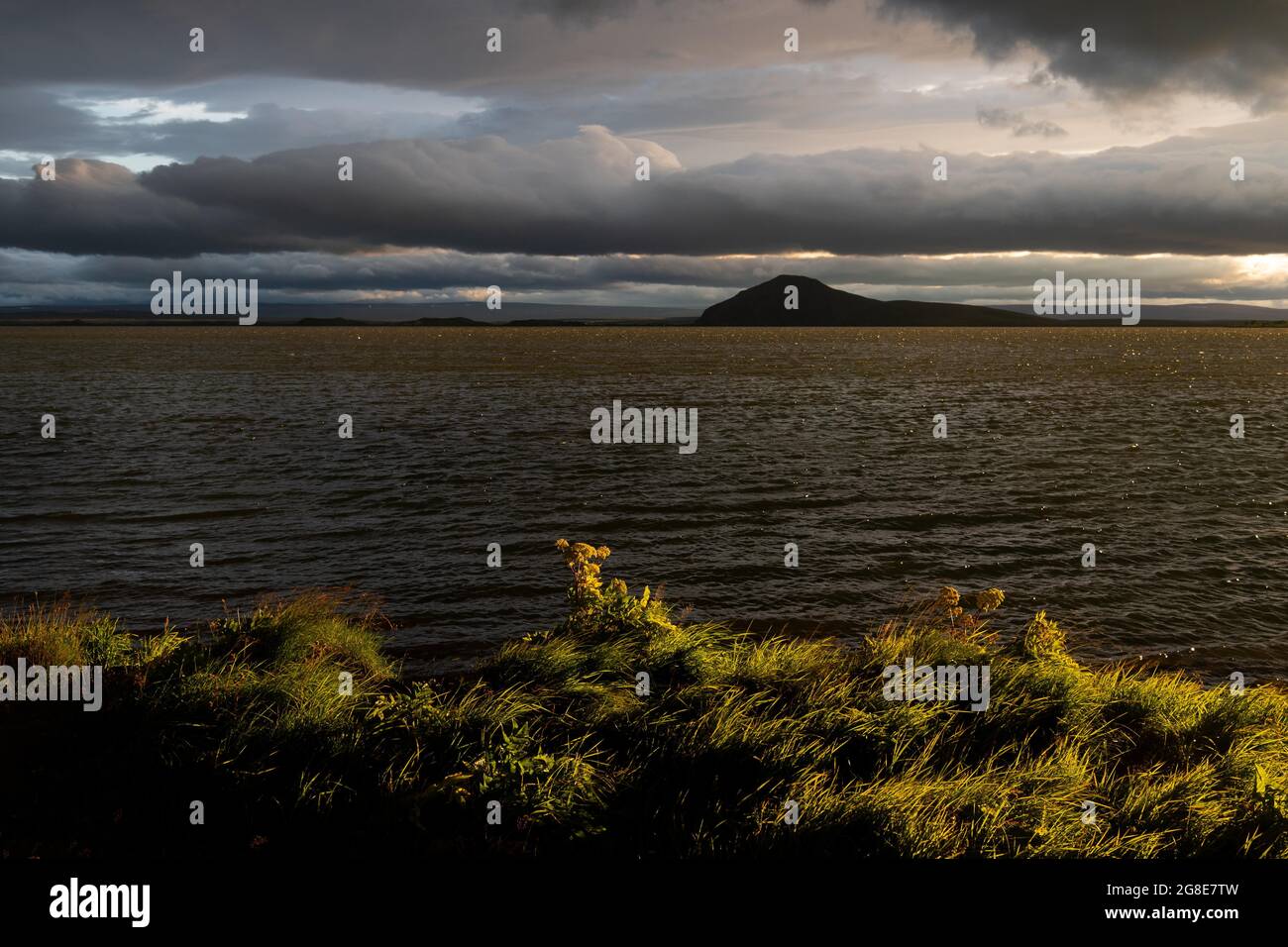 Rivage herbacé dans la lumière du soir, Myvatn, nord de l'Islande, Islande Banque D'Images