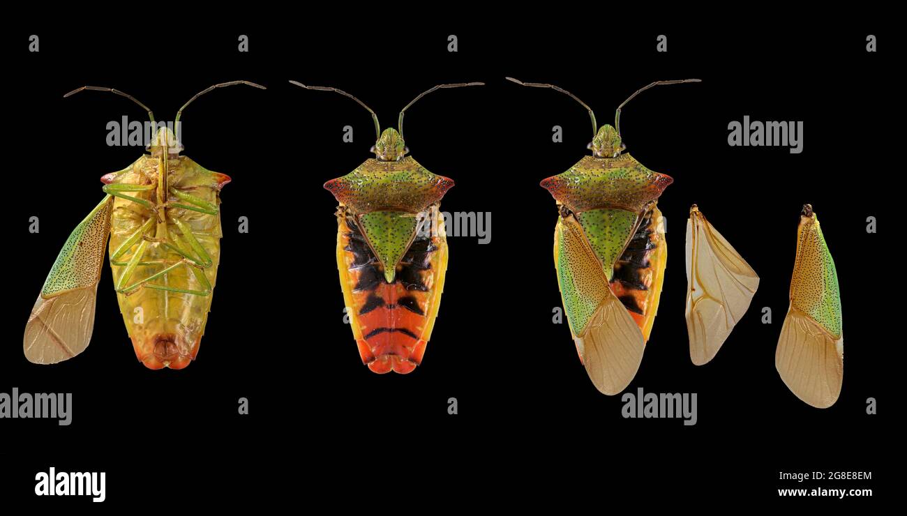 Hawthorn Shield bug (Acanthosoma hémorroidale), photo plate, Allemagne Banque D'Images