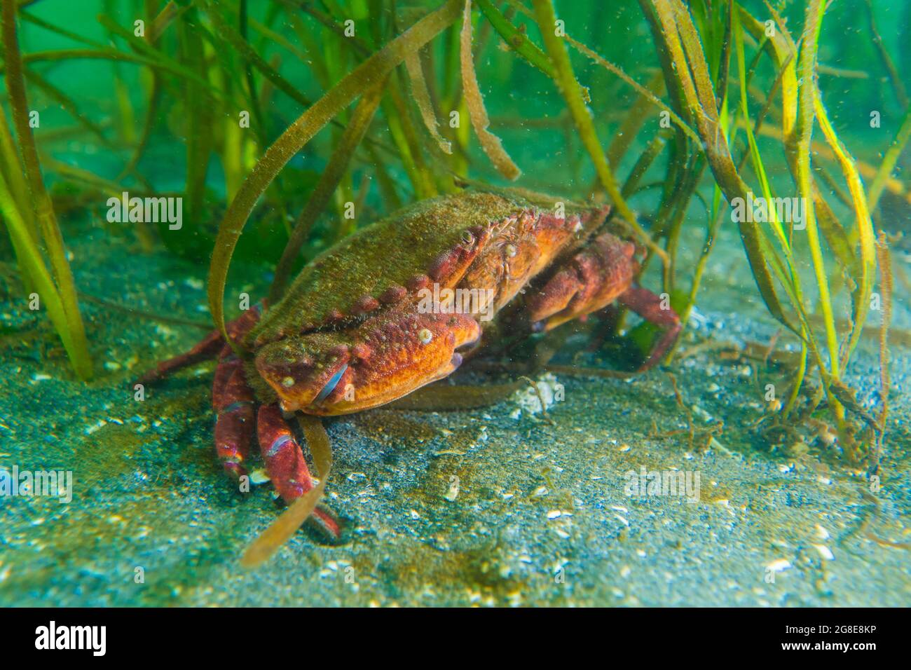 Crabe dormeur adulte avec une zone d'herbe à l'arrière-plan. Banque D'Images
