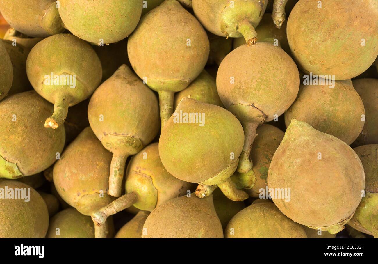 Quararibea cordata - fruits Sapote sur le marché colombien traditionnel Banque D'Images