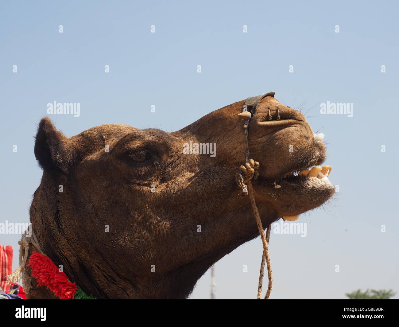 Dromadaire (Camelus dromedarius), Portrait, marché de Camel, Pushkar Mela, Pushkar, Rajasthan, Inde Banque D'Images