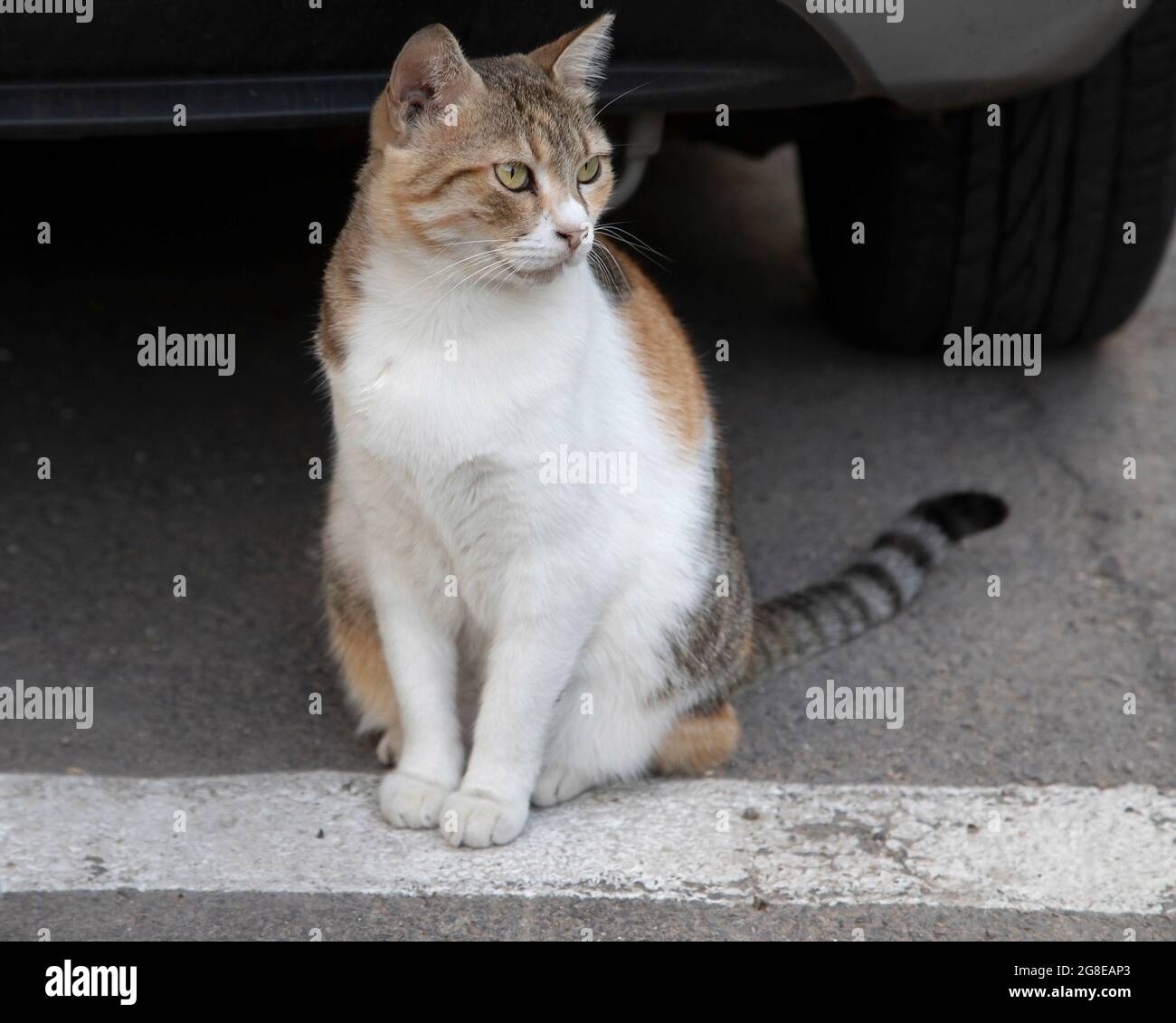 Chat domestique assis à l'extérieur sur la route à l'ombre d'un pneu de voiture Banque D'Images