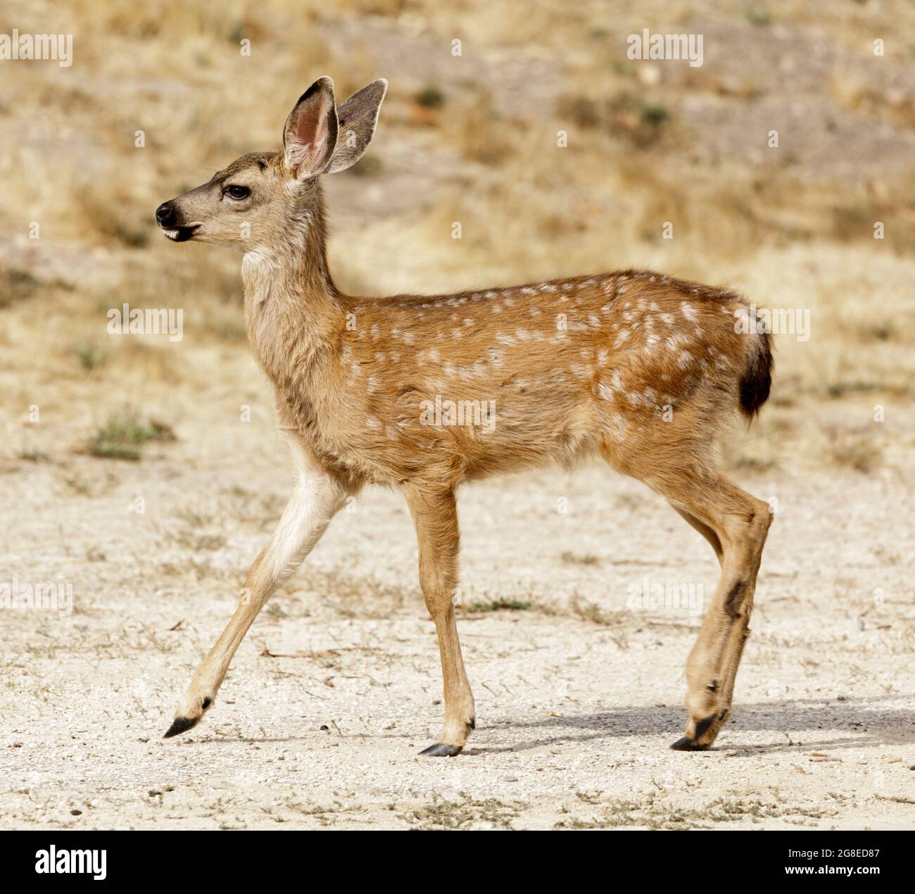 Profil de fauve de cerf à queue noire à pois blancs. Parc du comté de Quail Hollow, comté de Santa Cruz, Californie, États-Unis. Banque D'Images