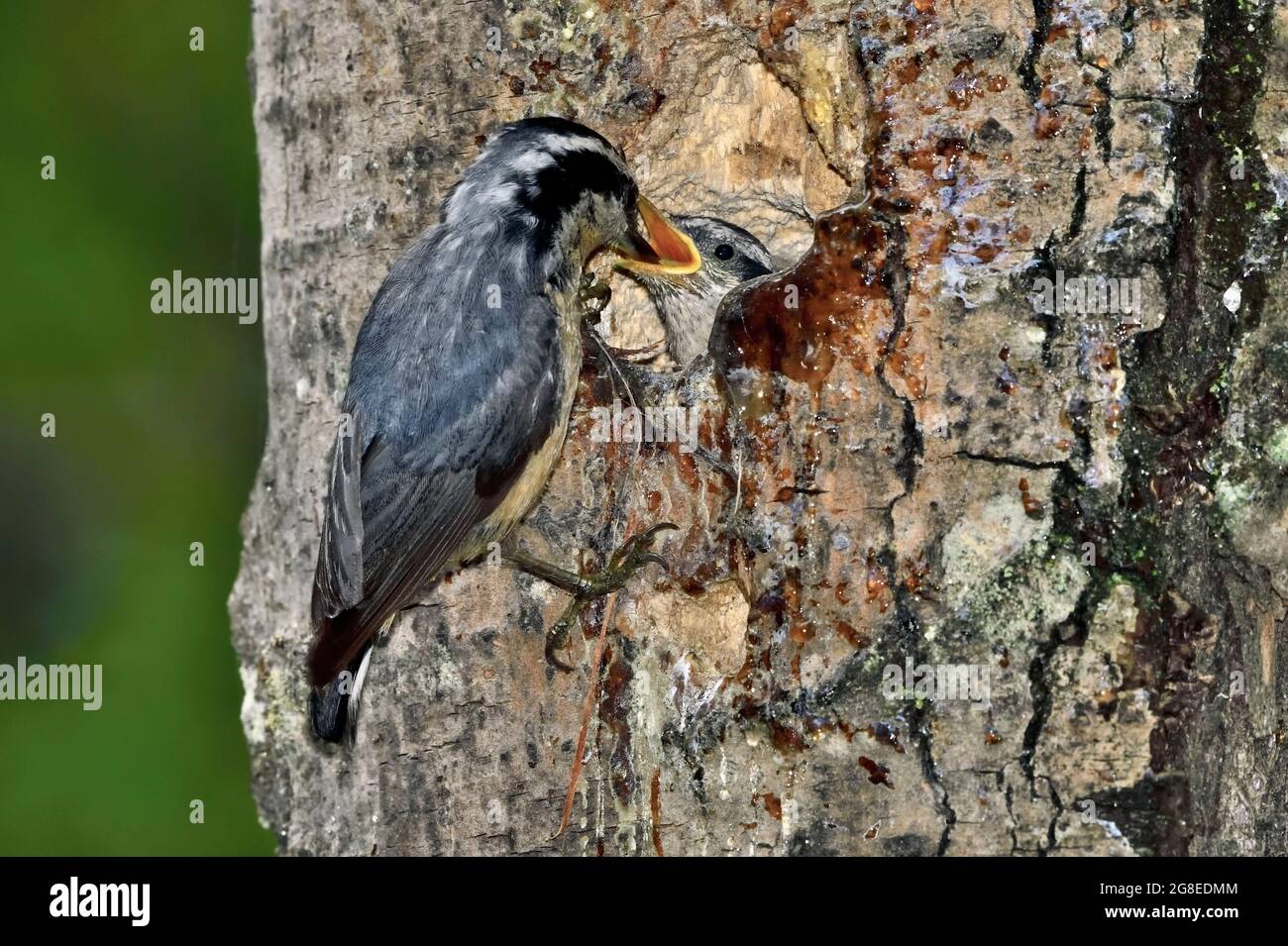 Une espèce de nuthatch à la poitrine rouge, 'stta canadensis', qui nourrit son jeune dans une cavité de nid dans un arbre mort dans les régions rurales du Canada de l'Alberta Banque D'Images